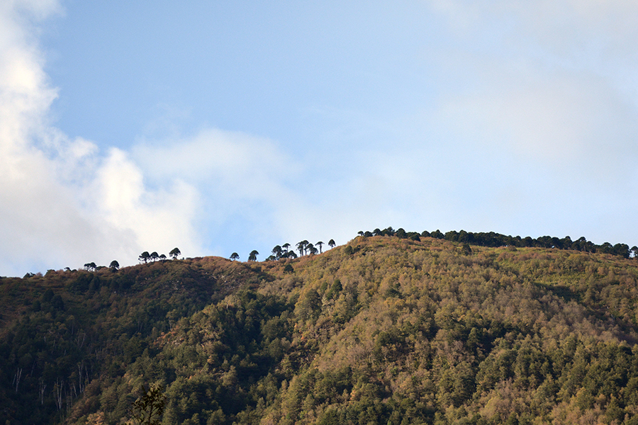 ufro-estudio-bosques2