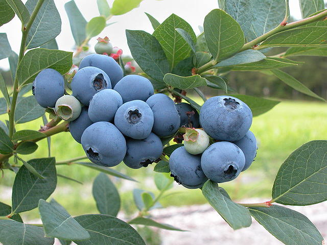arandanos 2