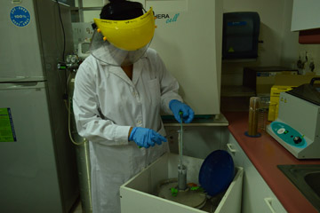 congelacion