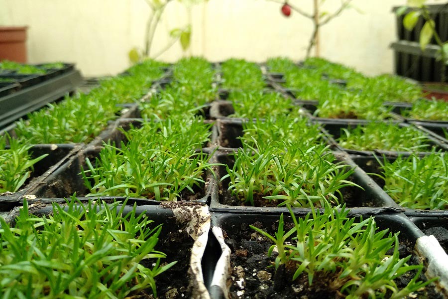 planta-antartica