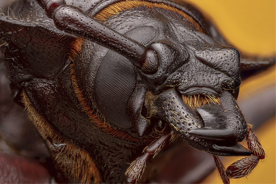 29 FCU 11 Mandibulas manuel chacon