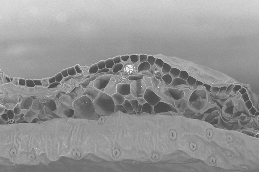 36 FCU 15 la perla antartica Olman Gomez